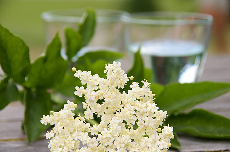 Flädersaft med fläderblommor från Halland, citron och socker